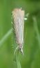 Chrysoteuchia culmella